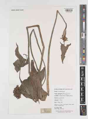 Leaf pondweed(Monochoria hastata)