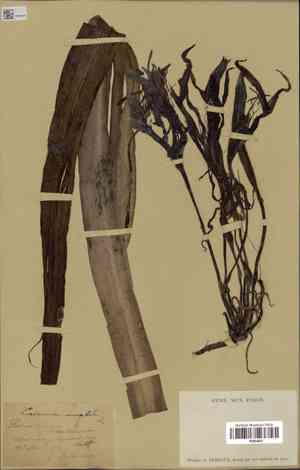 Poison Bulb(Crinum amabile)