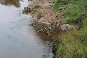 Aponogeton (Aponogeton)(Aponogeton)