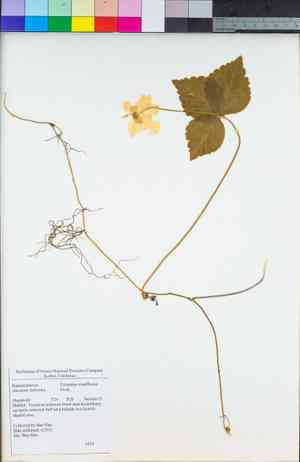 Columbian windflower(Anemone deltoidea)