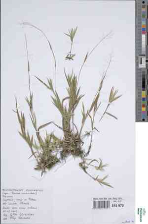 Woolly panic grass(Panicum acuminatum)