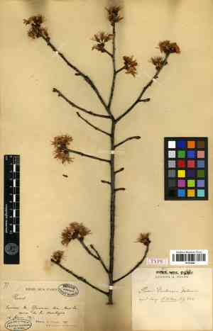 Yunnan cherry(Prunus yunnanensis)