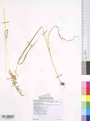 Siberian oatgrass(Trisetum sibiricum)