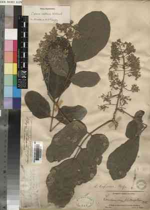 Greenheart(Lonchocarpus violaceus)
