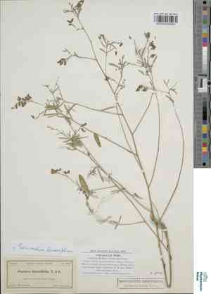 Narrowleaf indian breadroot(Psoralea linearifolia)
