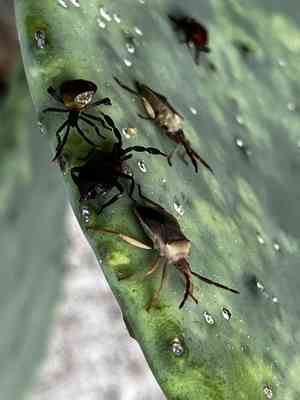 Challia Insect Staghorn cholla (Cylindropuntia versicolor) Care Guide: Pests, Diseases ...