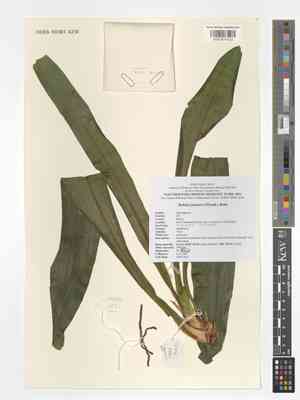 Nippon lily(Rohdea japonica)