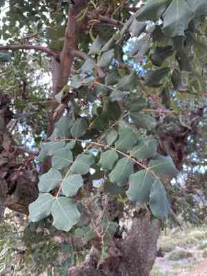 Ceratonia (Ceratonia)(Ceratonia)