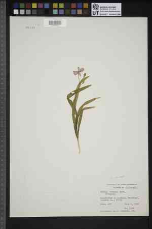 Freesia hybrid(Freesia hybrida)