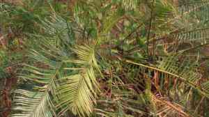 Cycas (Cycas)(Cycas)