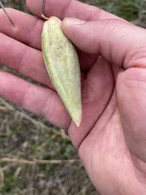 Talayote(Cynanchum racemosum)