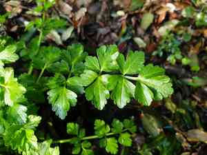 Water dropworts (Oenanthe)(Oenanthe)