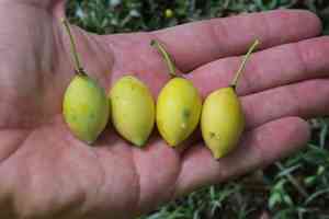 Saptrees (Garcinia)(Garcinia)