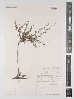Otholobium candicans(Otholobium candicans)