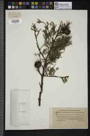 Sargent's cypress(Cupressus sargentii)
