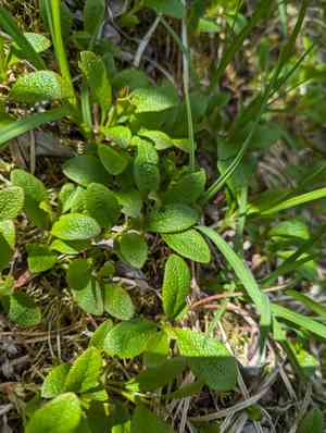 Red fruit bearberry(Arctostaphylos rubra)