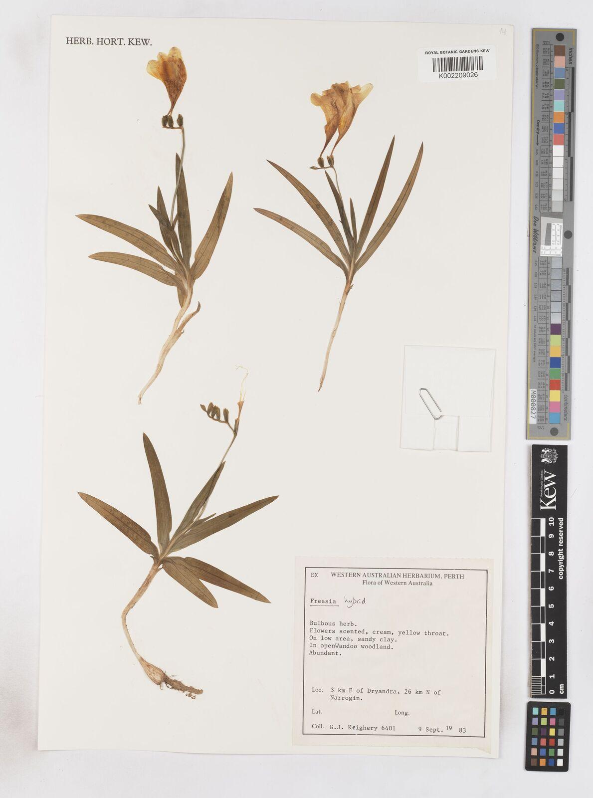 Freesia Labelled Freesia hybrid (Freesia hybrida) Care Guide: Pests, Diseases, Watering ...