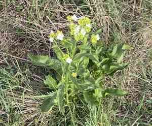 Horseradishes (Armoracia)(Armoracia)