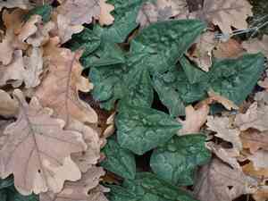 Alpine violet (Cyclamen)(Cyclamen)