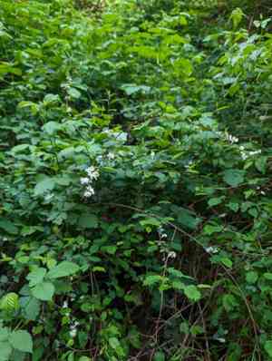 Snow-wreath (Neviusia)(Neviusia)