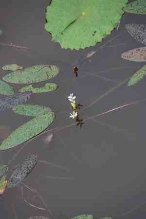 Aponogeton (Aponogeton)(Aponogeton)