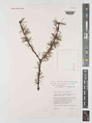 Chinese larch(Larix potaninii)