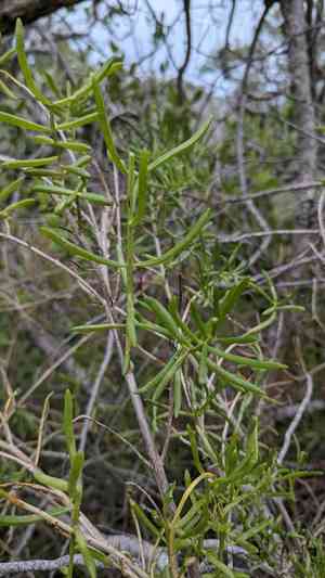 Turtleweed (Batis)(Batis)