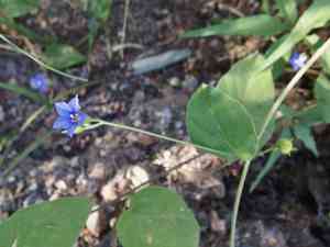 Midnightblue clustervine(Jacquemontia agrestis)