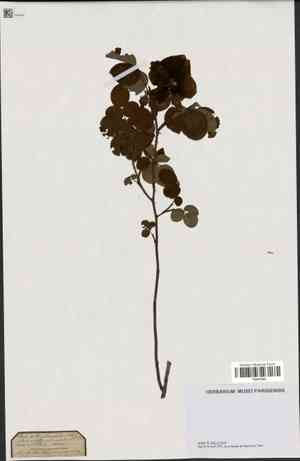 Rosa multibracteata(Rosa multibracteata)