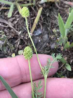 Prairie burnet(Poteridium annuum)