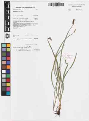 Actinostachys digitata(Actinostachys digitata)