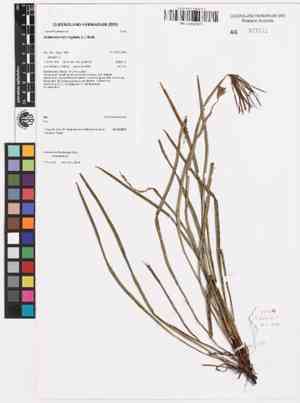Actinostachys digitata(Actinostachys digitata)