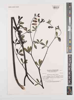 Baptisia lactea(Baptisia lactea)