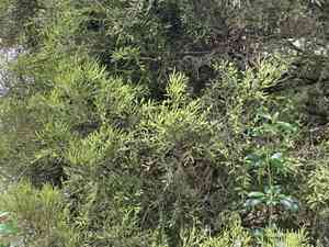 Dacrycarpus (Dacrycarpus)(Dacrycarpus)