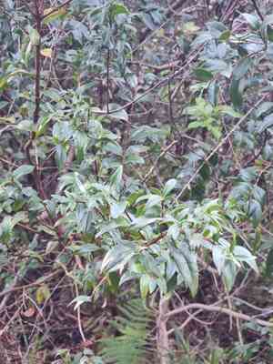 Myrtles (Myrtus)(Myrtus)
