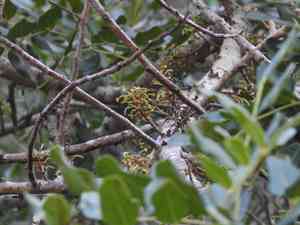 Ceratonia (Ceratonia)(Ceratonia)