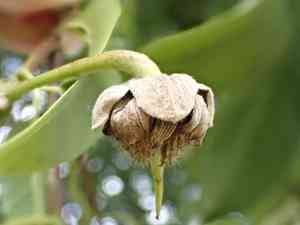 Sloanea(Sloanea sinensis)