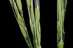 Brown-beard rice(Oryza rufipogon)