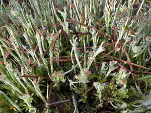 Smooth horn lichen(Cladonia gracilis)