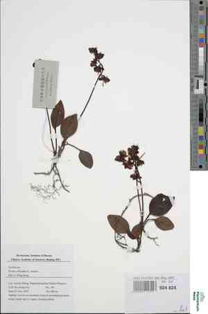 Pyrola Herb(Pyrola calliantha)