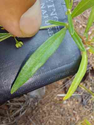 Gisekia (Gisekia)(Gisekia)
