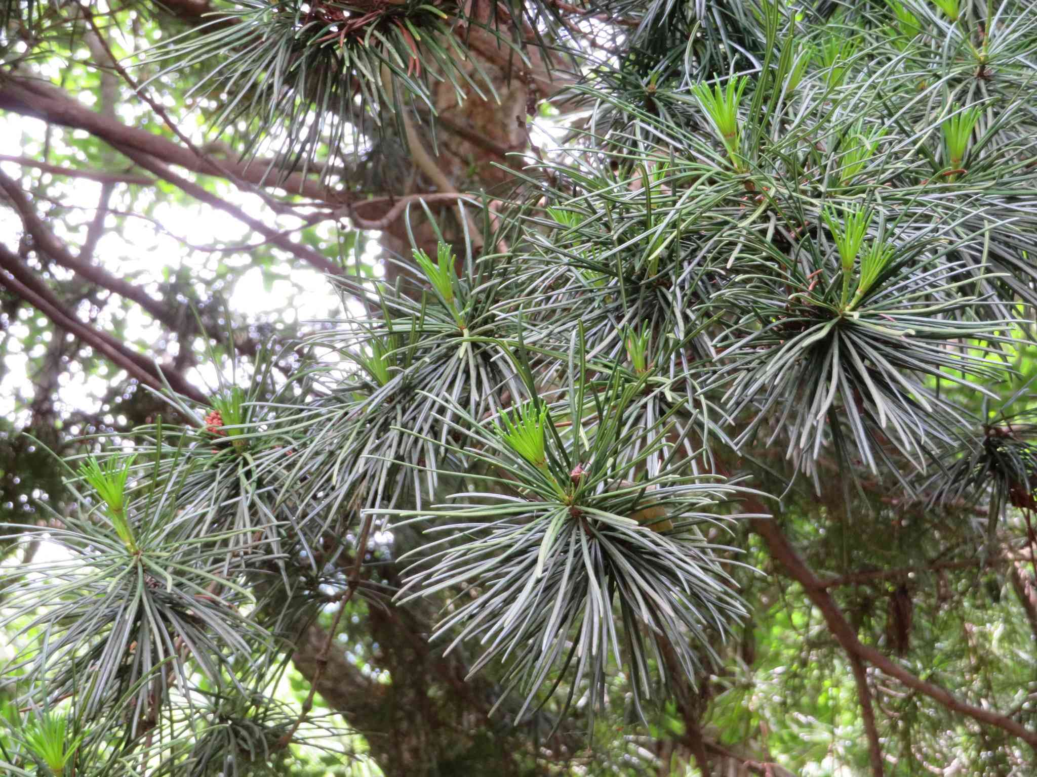 Japanese umbrella pine(Sciadopitys verticillata)
