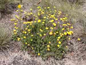 Scaly-buttons(Leptorhynchos squamatus)