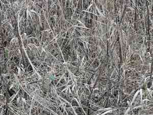 Phalaris (Phalaris)(Phalaris)