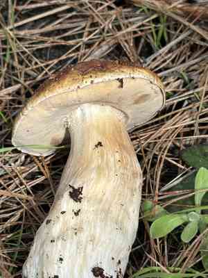 King bolete(Boletus edulis)