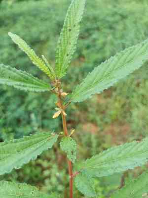 Corchorus (Corchorus)(Corchorus)