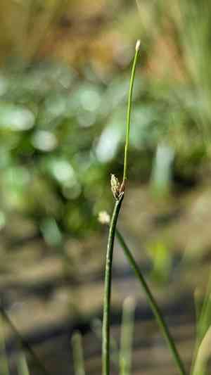 Spikerush(Eleocharis congesta)