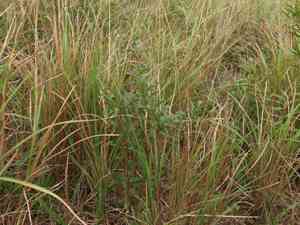 Sweetspire (Itea)(Itea)
