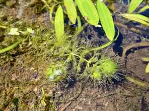 Aldrovanda (Aldrovanda)(Aldrovanda)