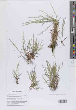 Serillo dulce(Schizachyrium brevifolium)